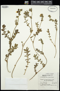 Argentina polyphylla image