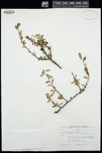 Prunus incana image