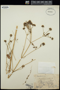 Bidens frondosa image