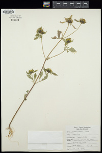 Bidens vulgata image