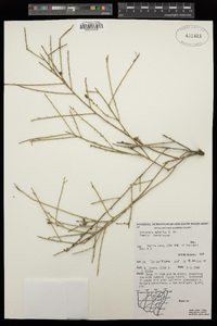 Exocarpos aphyllus image