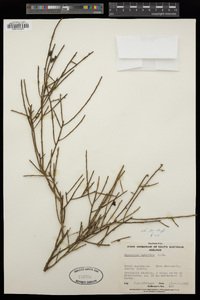 Exocarpos aphyllus image