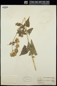 Brickellia grandiflora image