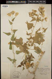 Brickellia grandiflora image