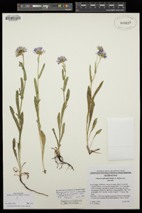 Symphyotrichum spathulatum image