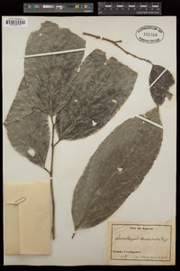 Image of Strombosia grandifolia