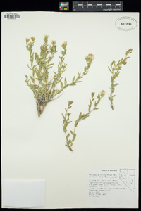 Brickellia oblongifolia image