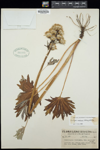 Cacaliopsis nardosmia image