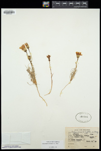 Calycoseris wrightii image