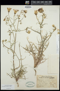 Calycoseris wrightii image