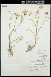 Calycoseris wrightii image