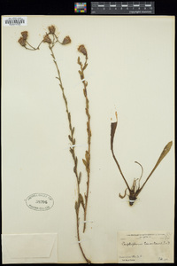 Carphephorus tomentosus image