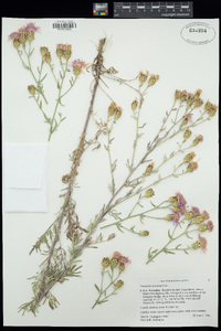 Centaurea stoebe subsp. australis image