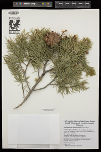 Pseudotsuga macrocarpa image