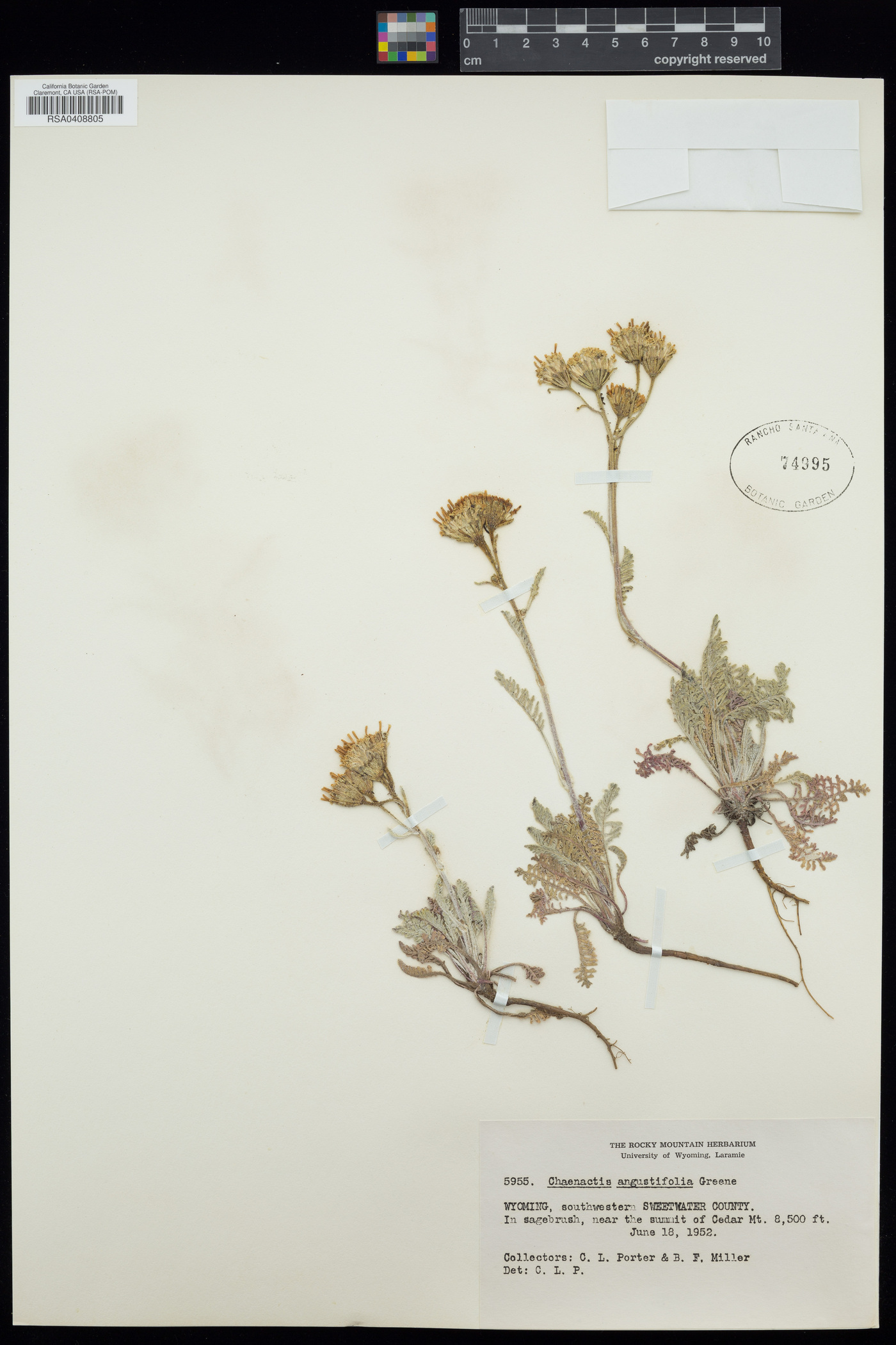 Chaenactis angustifolia image