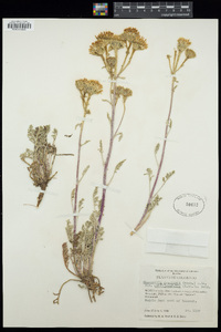 Chaenactis douglasii image