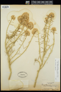 Ericameria nauseosa var. ceruminosa image