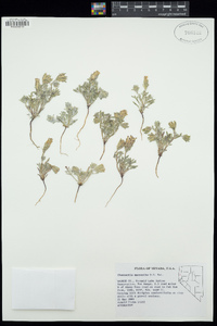 Chaenactis macrantha image