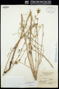 Chondrilla juncea image