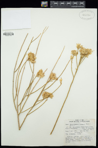 Ericameria nauseosa var. leiosperma image