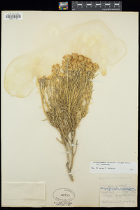 Ericameria nauseosa image