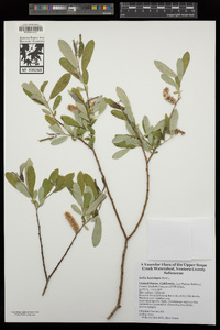 Salix lasiolepis image