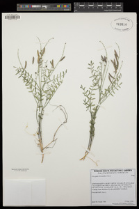 Astragalus bernardinus image