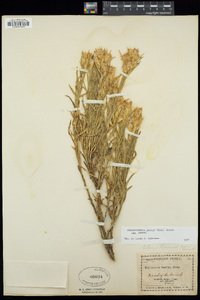 Ericameria parryi image