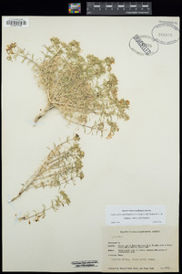 Leptosiphon floribundus subsp. floribundus image