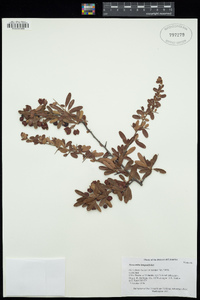 Pyracantha angustifolia image
