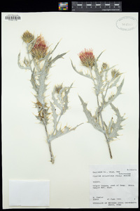 Cirsium arizonicum image