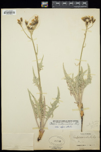 Crepis intermedia image