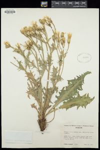 Crepis bakeri image