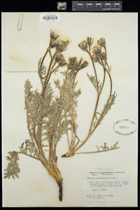 Crepis bakeri image