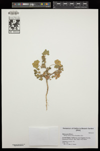 Malva parviflora image
