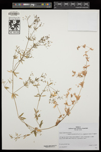 Galium mexicanum subsp. asperulum image