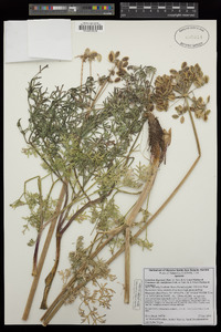 Lomatium multifidum image