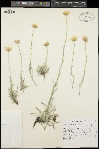 Erigeron argentatus image