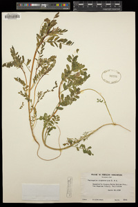 Astragalus didymocarpus image