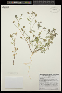 Astragalus didymocarpus var. didymocarpus image
