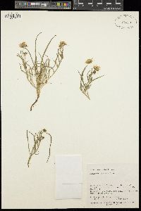 Erigeron eatonii image