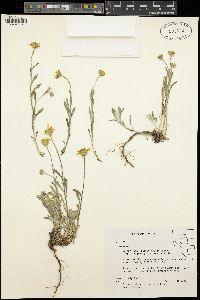 Eriophyllum lanatum image