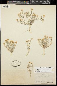 Eriophyllum lanosum image