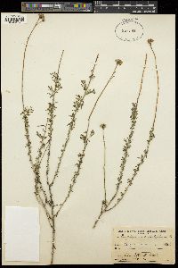 Eriophyllum confertiflorum image