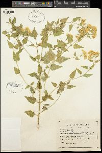 Ageratina herbacea image