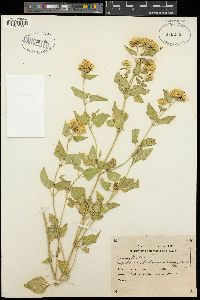 Ageratina herbacea image