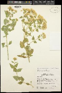 Ageratina herbacea image