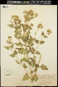 Ageratina herbacea image