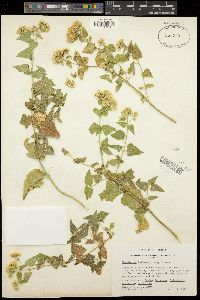 Ageratina herbacea image