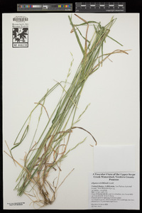 Elymus stebbinsii image